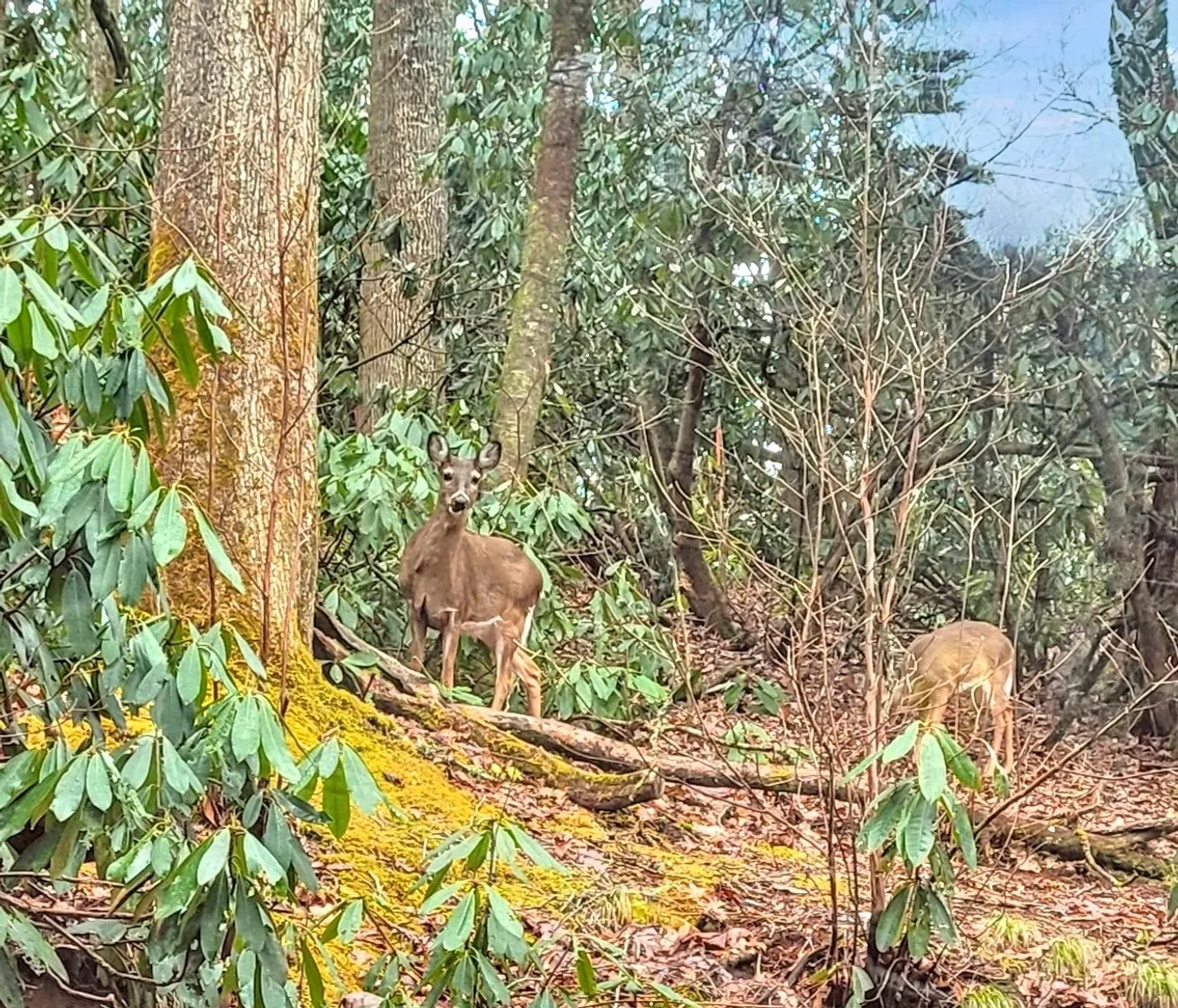 A serene woodland scene featuring a deer standing amidst lush greenery, fallen logs, and tall trees. The presence of wildlife and undisturbed nature emphasizes the rich biodiversity and peacefulness of the area.